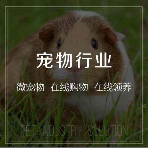 宜昌宠物
